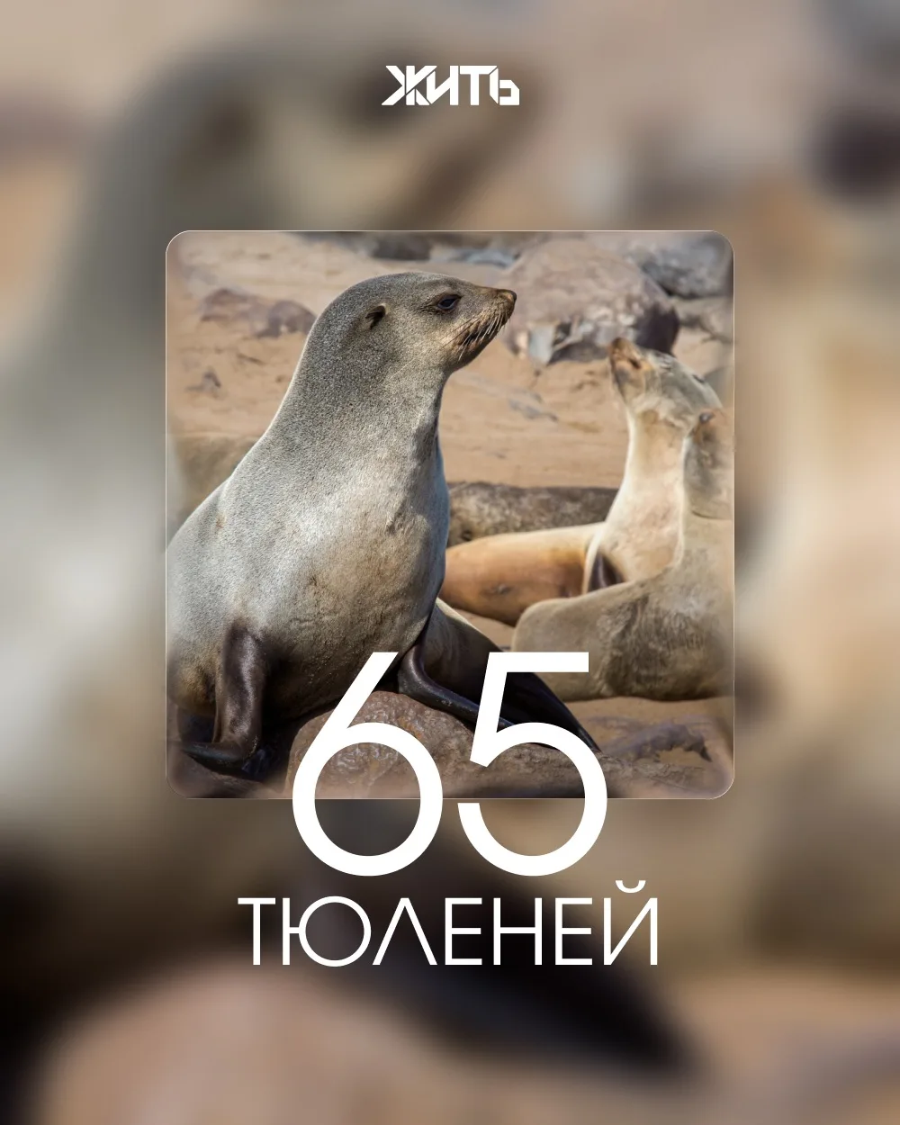 65 ушастых тюленей спасли от пластиковых удавок на острове Тюлений на Сахалине. Спасате...