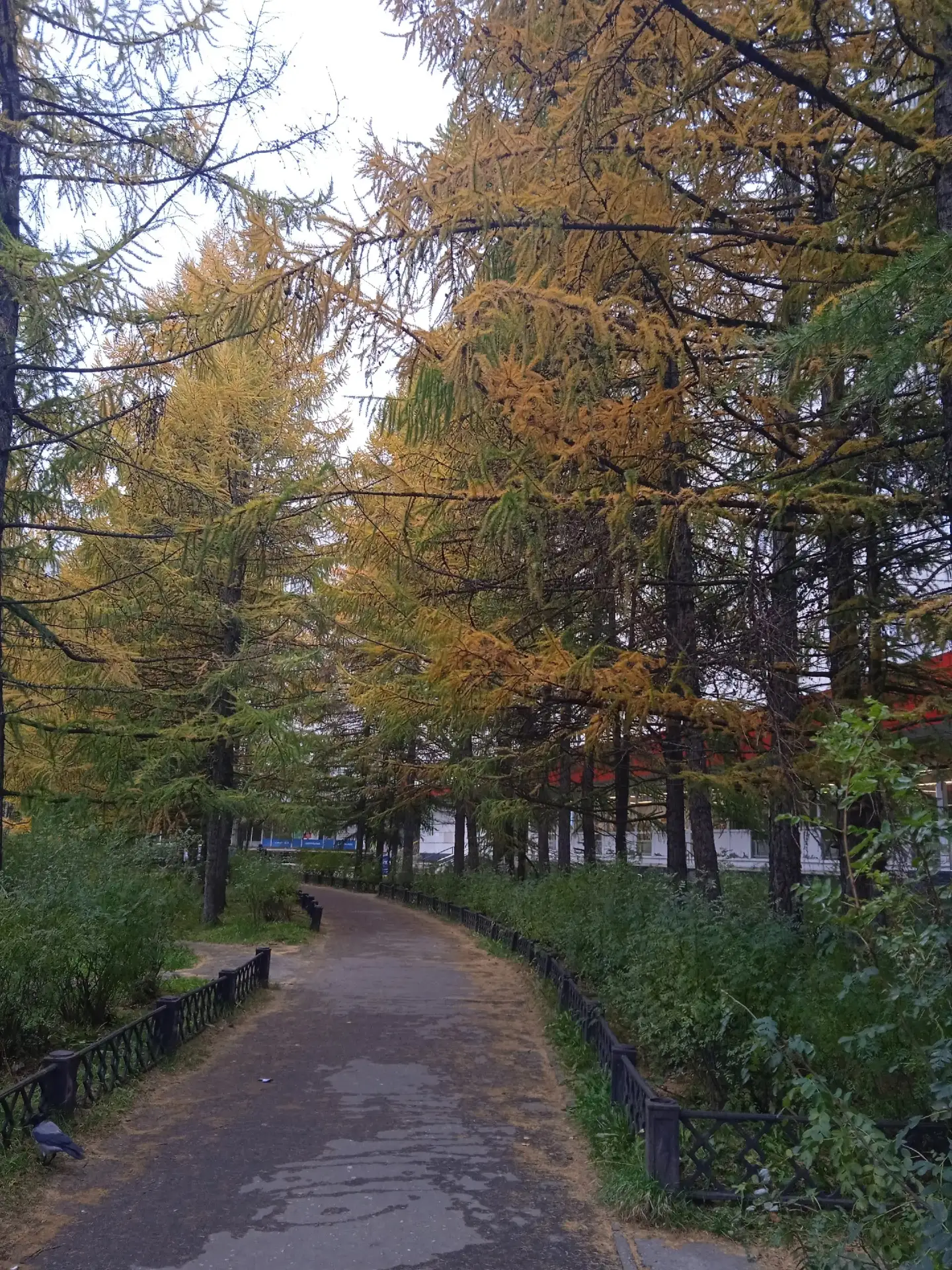Доброе утро, Северодвинск 🍂🍁
