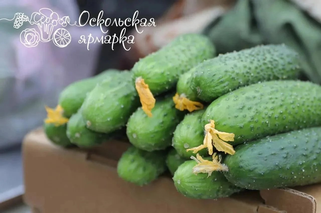 Фермерская ярмарка в Старом Осколе! 🥒