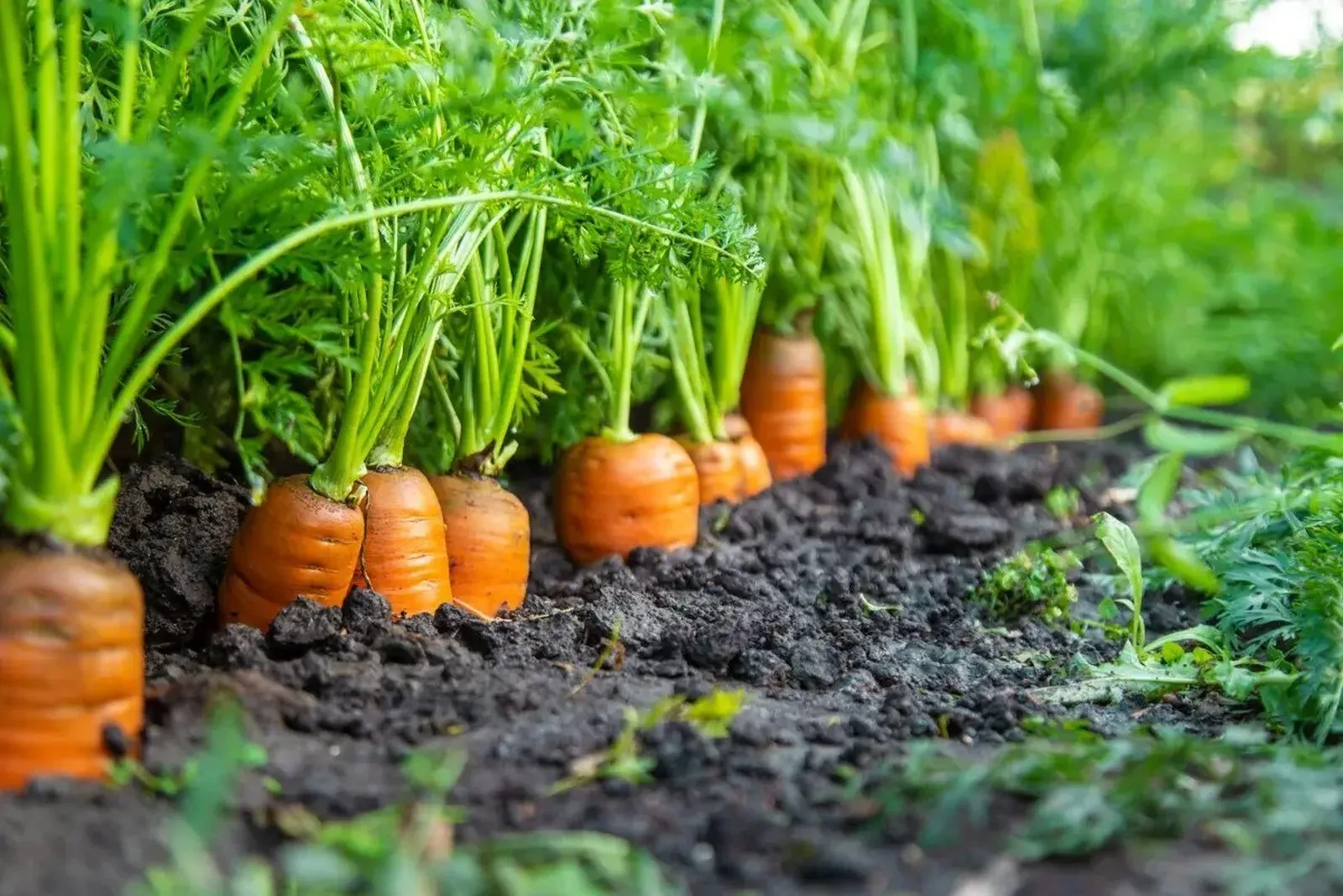 🥕В учреждениях социального обслуживания особенно важно, чтобы питание было не только с...
