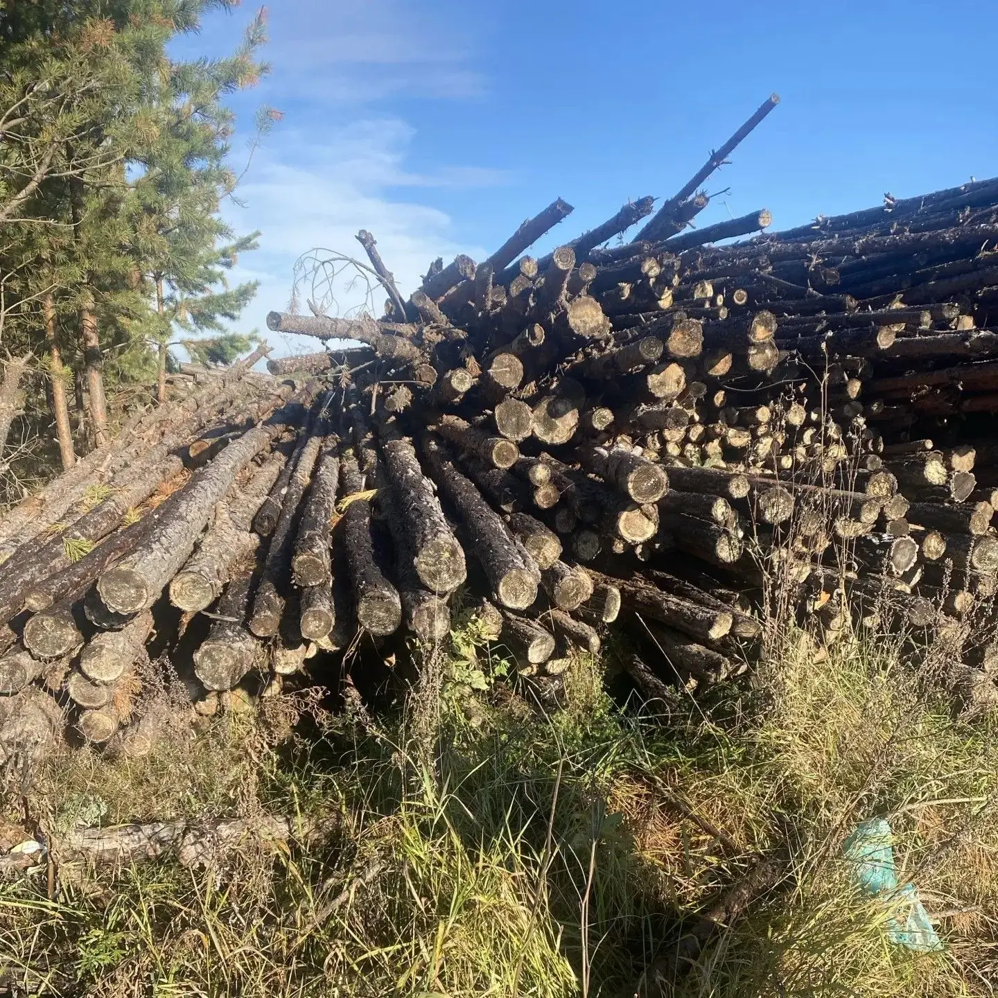 🌲 Для жителей Сысертского округа есть хвойный лес для личных нужд. Бесплатно!