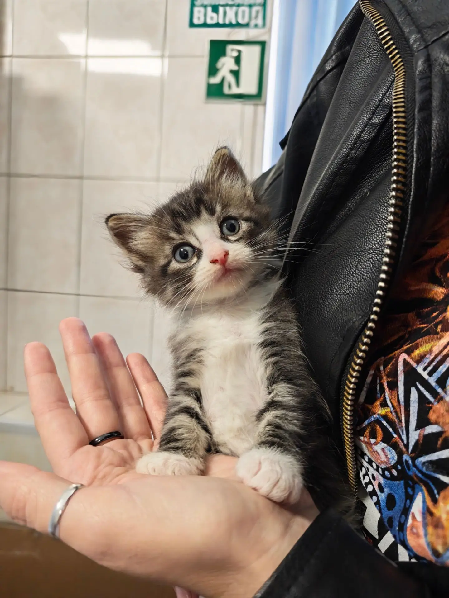 Мимимишные новости из Московской службы - в подразделении появились котята😻