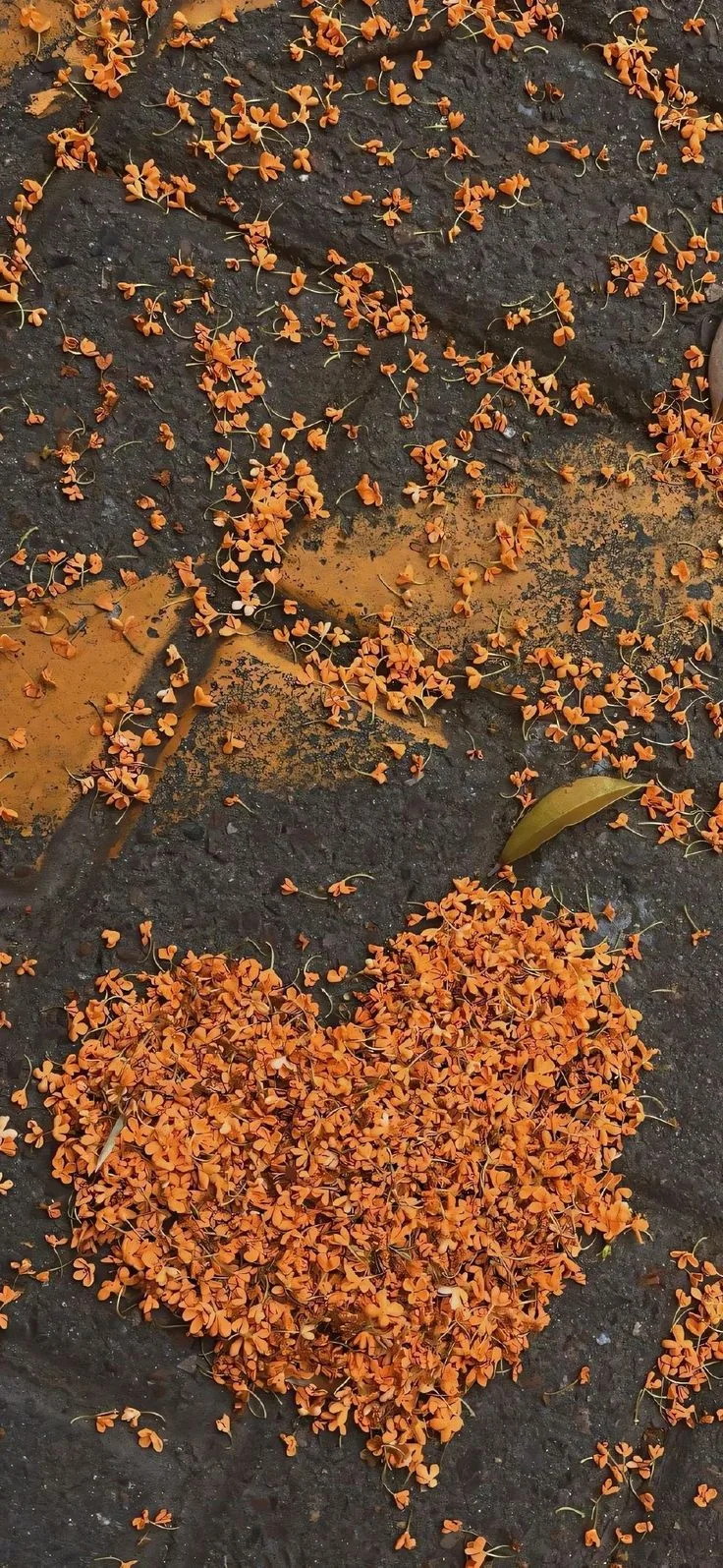 🧡🍂🧡