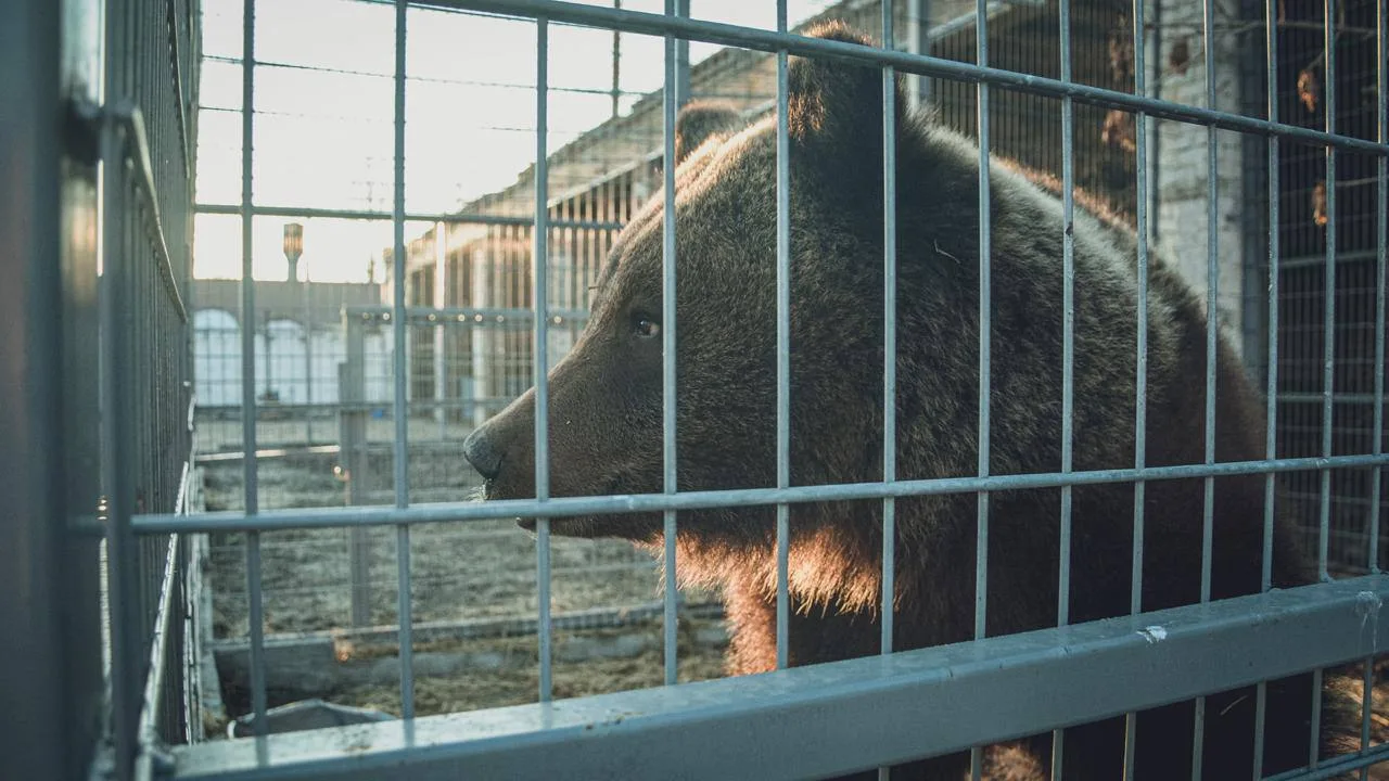🐻 В Иркутской области за двое суток отстрелили 16 медведей, вышедших к людям