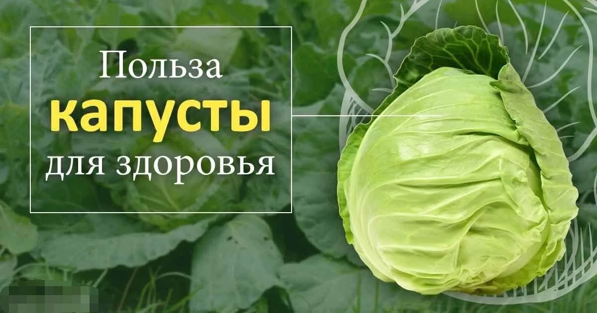 Капуста - обычный овощ, который часто появляется на столе скорее из необходимости, чем ...