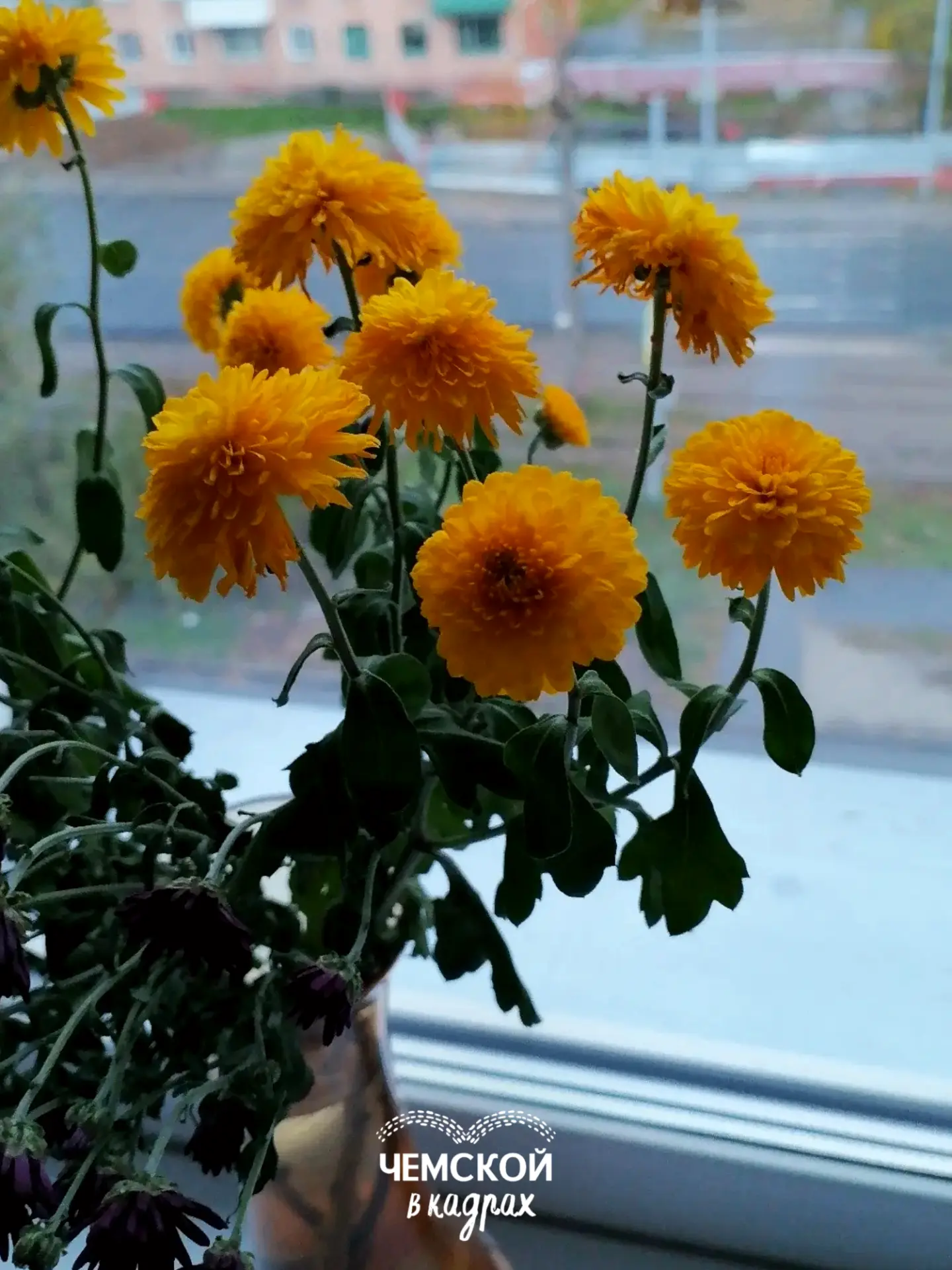 Октябрь за окном. А на подоконнике — лето. 🌼