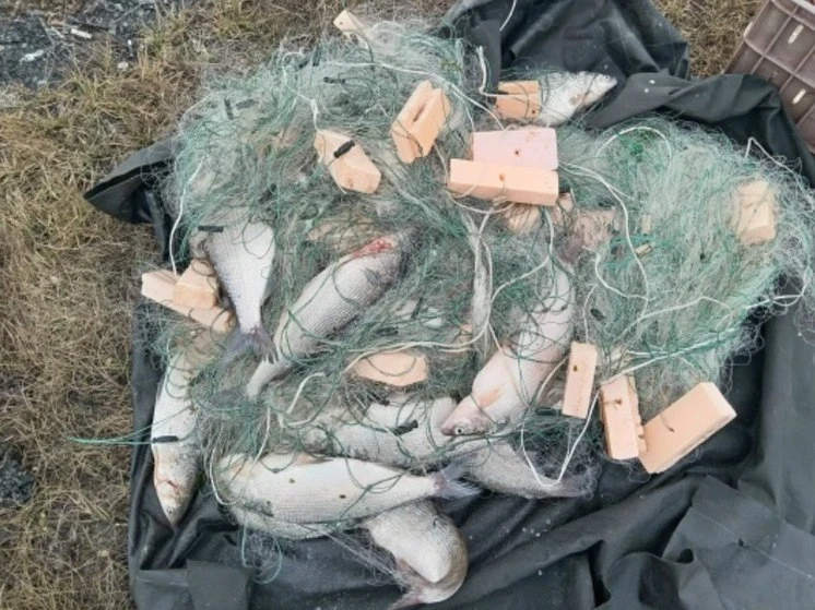 Браконьеров поймали на рейдах в Забайкалье