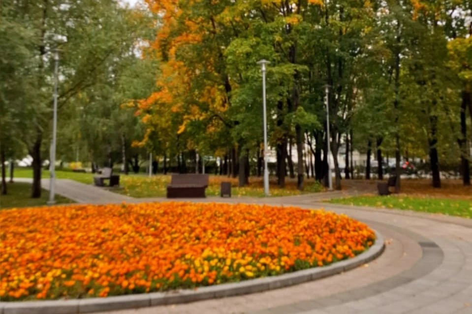 🍂 Золотая осень в Солнцево