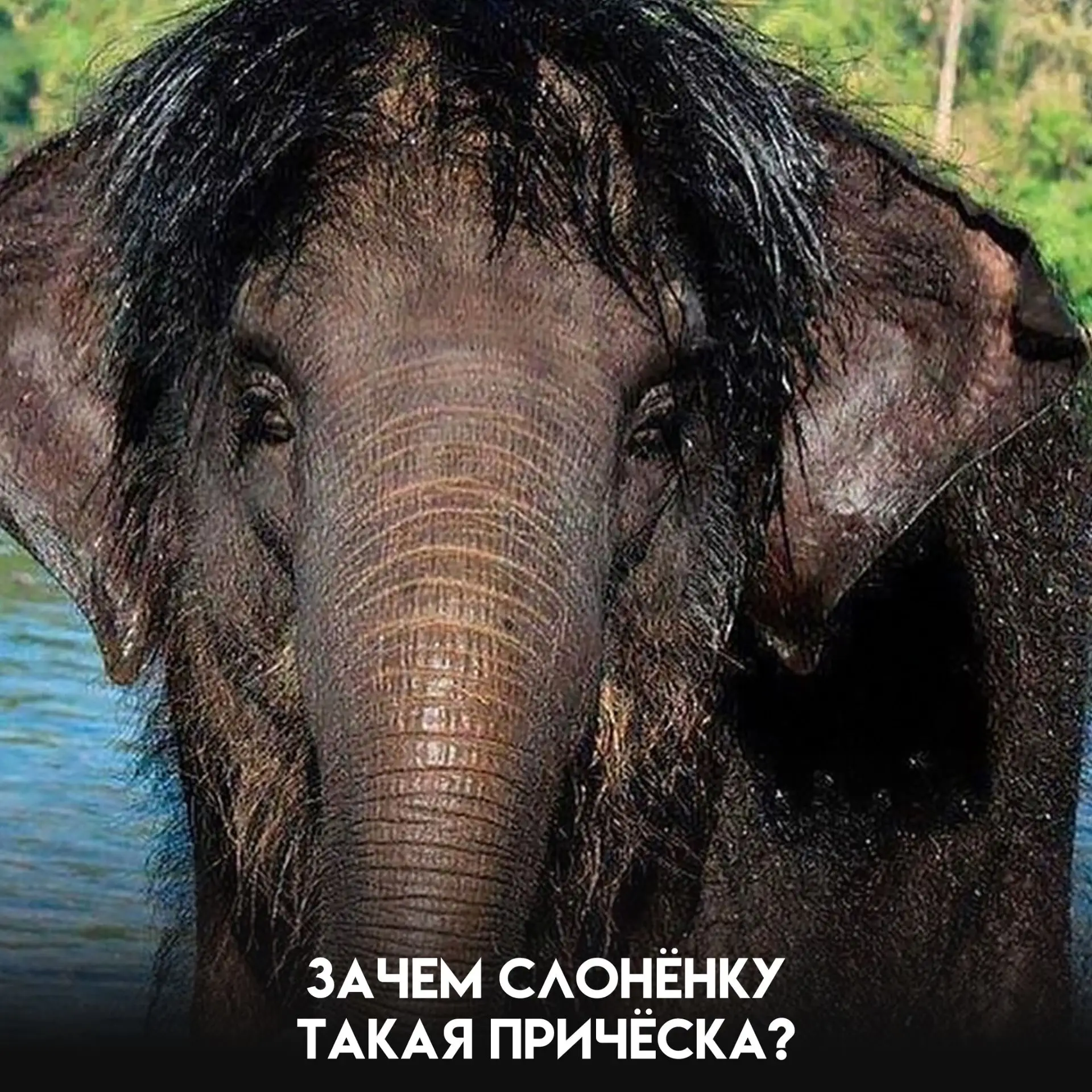 Этот слонёнок выглядит так, будто немного не успел эволюционировать из мамонта. Но мамо...