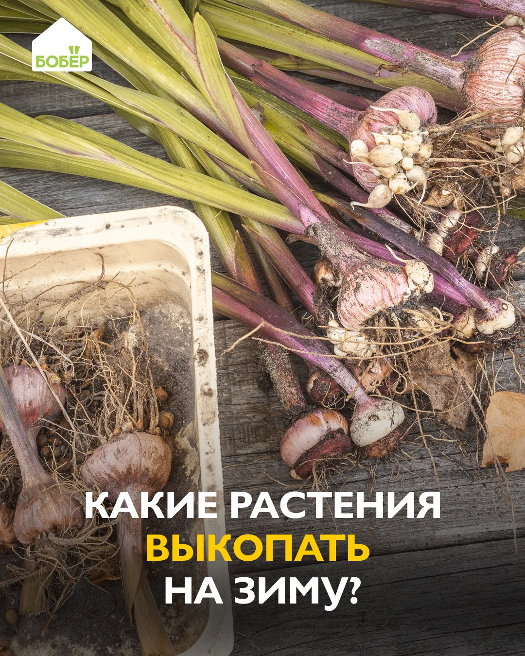 Эти теплолюбивые растения лучше убрать с клумбы до первых серьёзных заморозков.