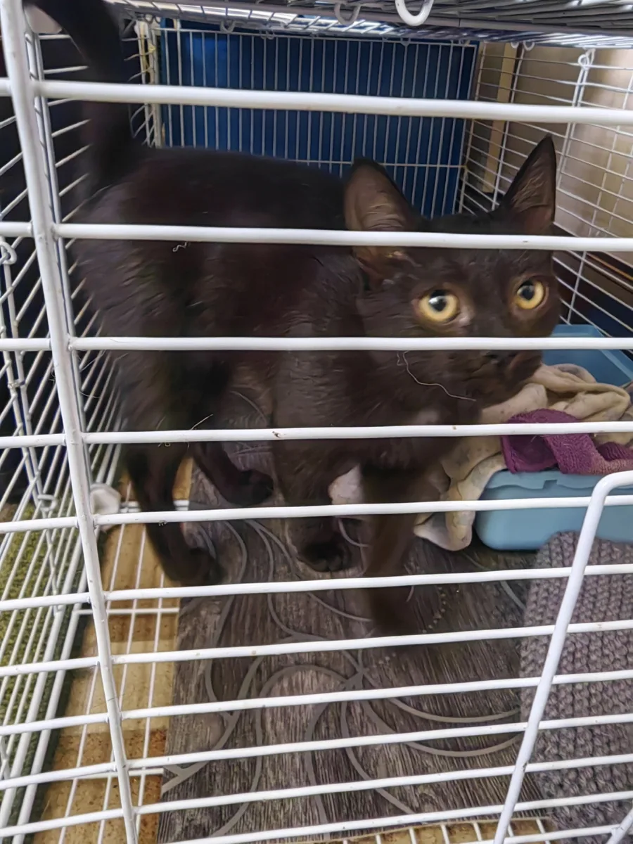 Котенку Ночке срочно ищут дом🥺