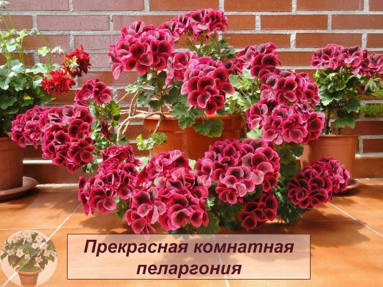 Скидывайте в комментарии свои Пеларгонии 🌺
