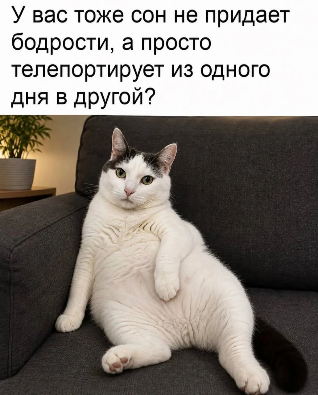 Жиза 😄