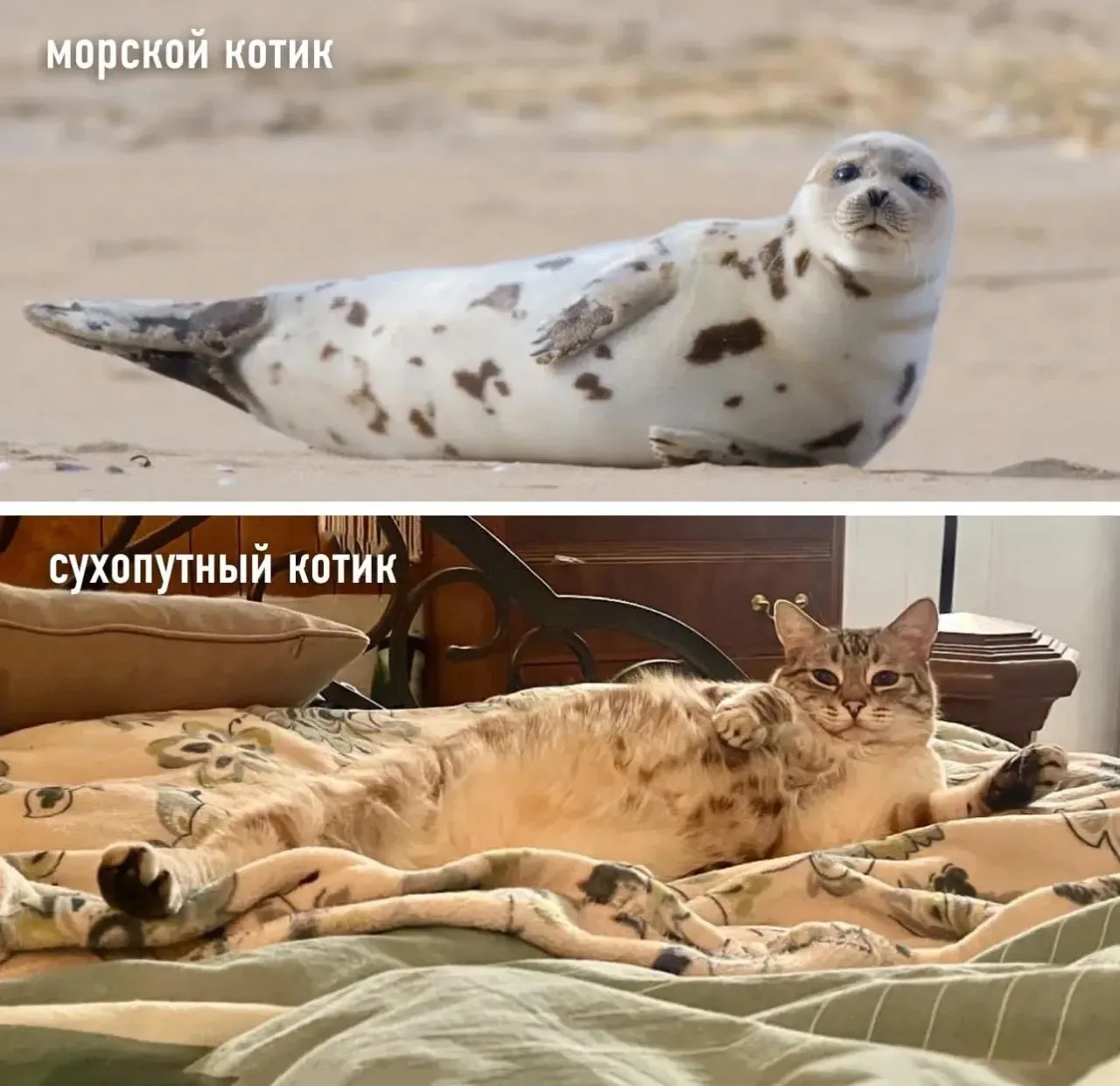 Запоминаем 😁