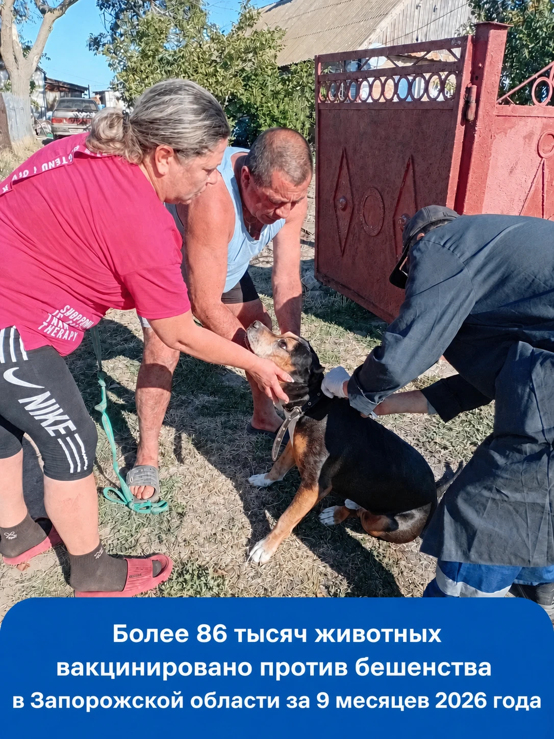 💉📊 Более 86 тысяч животных вакцинировано в Запорожской области за 9 месяцев 2026 года...