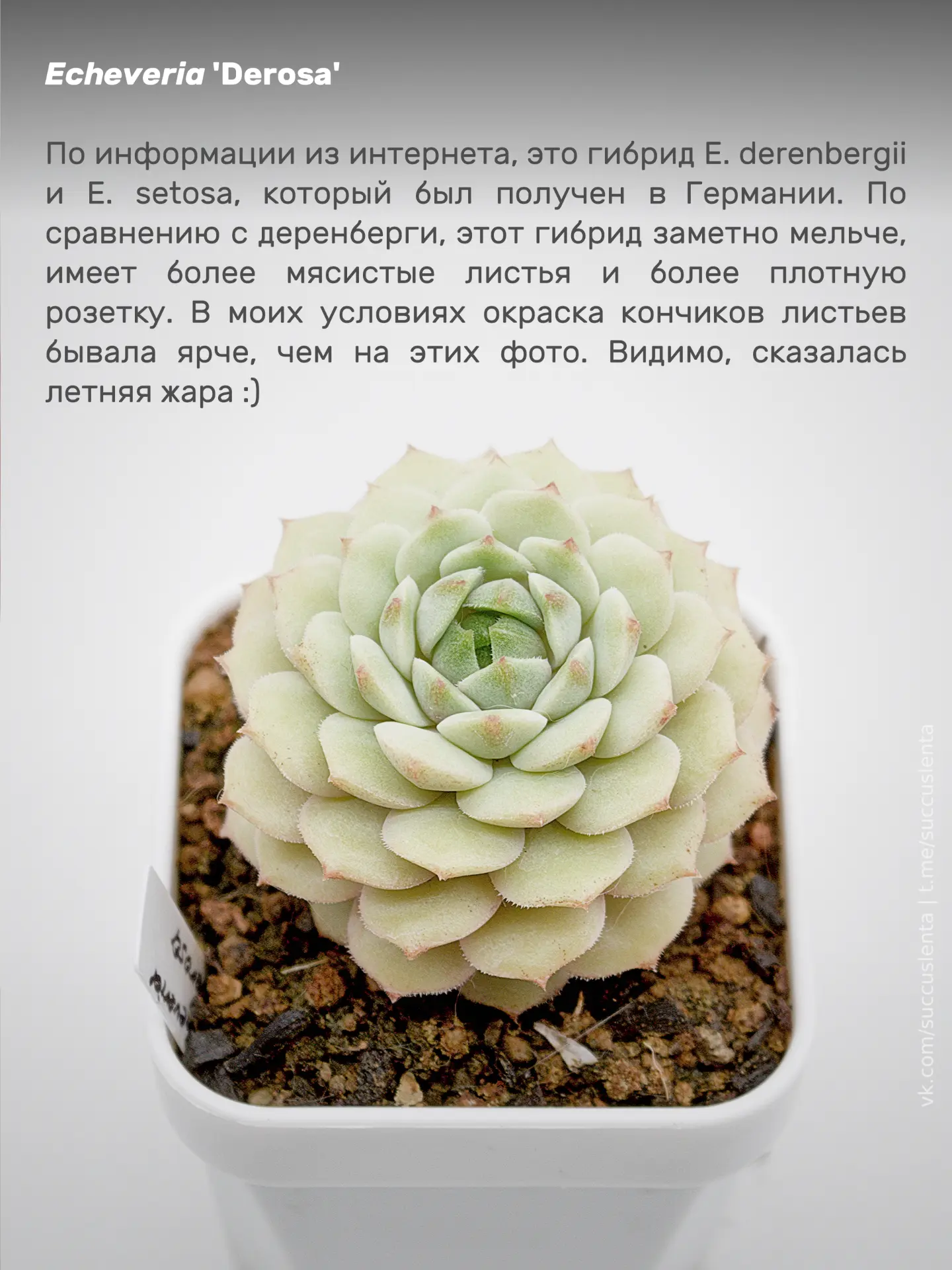 На фото прекрасная #EcheveriaDerosa