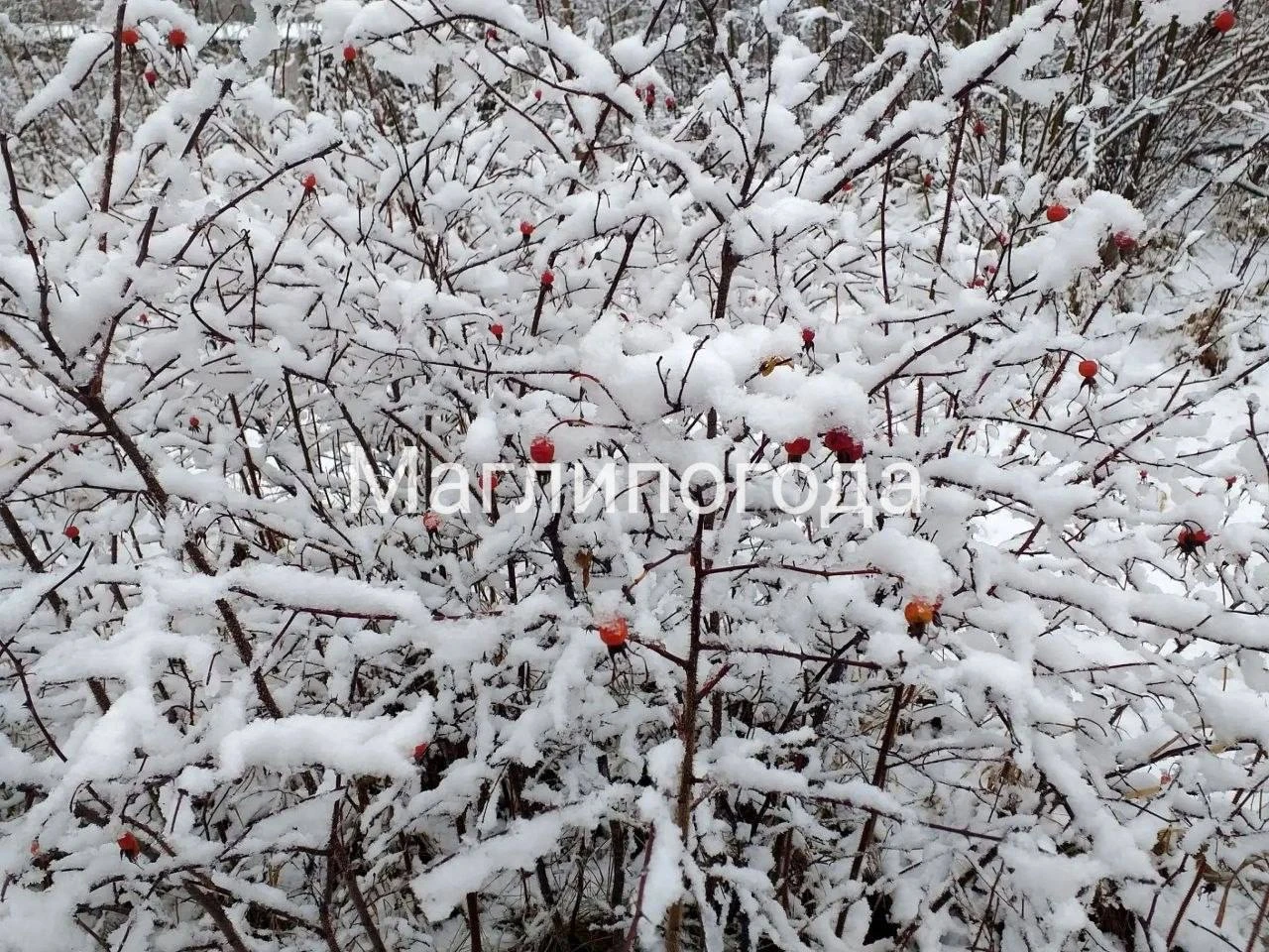 ☃️ Снег сегодня выпал в селе Молодежном в Приморье.