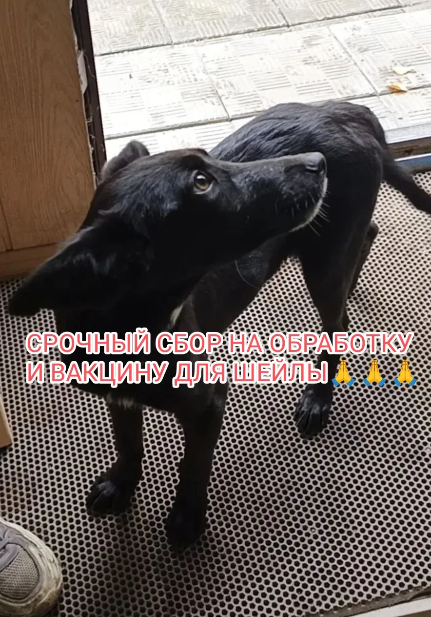 Друзья! Срочный сбор🙏Надо срочно купить,средство от паразитов и вакцину для Шейлы( так...