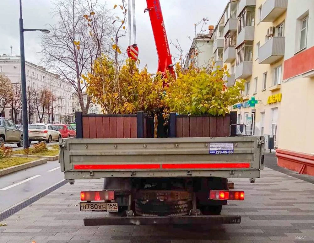 🌳 В Перми до конца октября уберут кадки с растениями