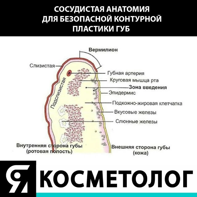 💁 Для выполнения движения наших губ задействованы множество мышц.