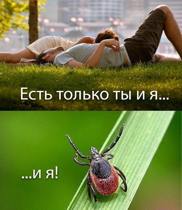 🕷️ Пик активности клещей продолжается в Самарской области