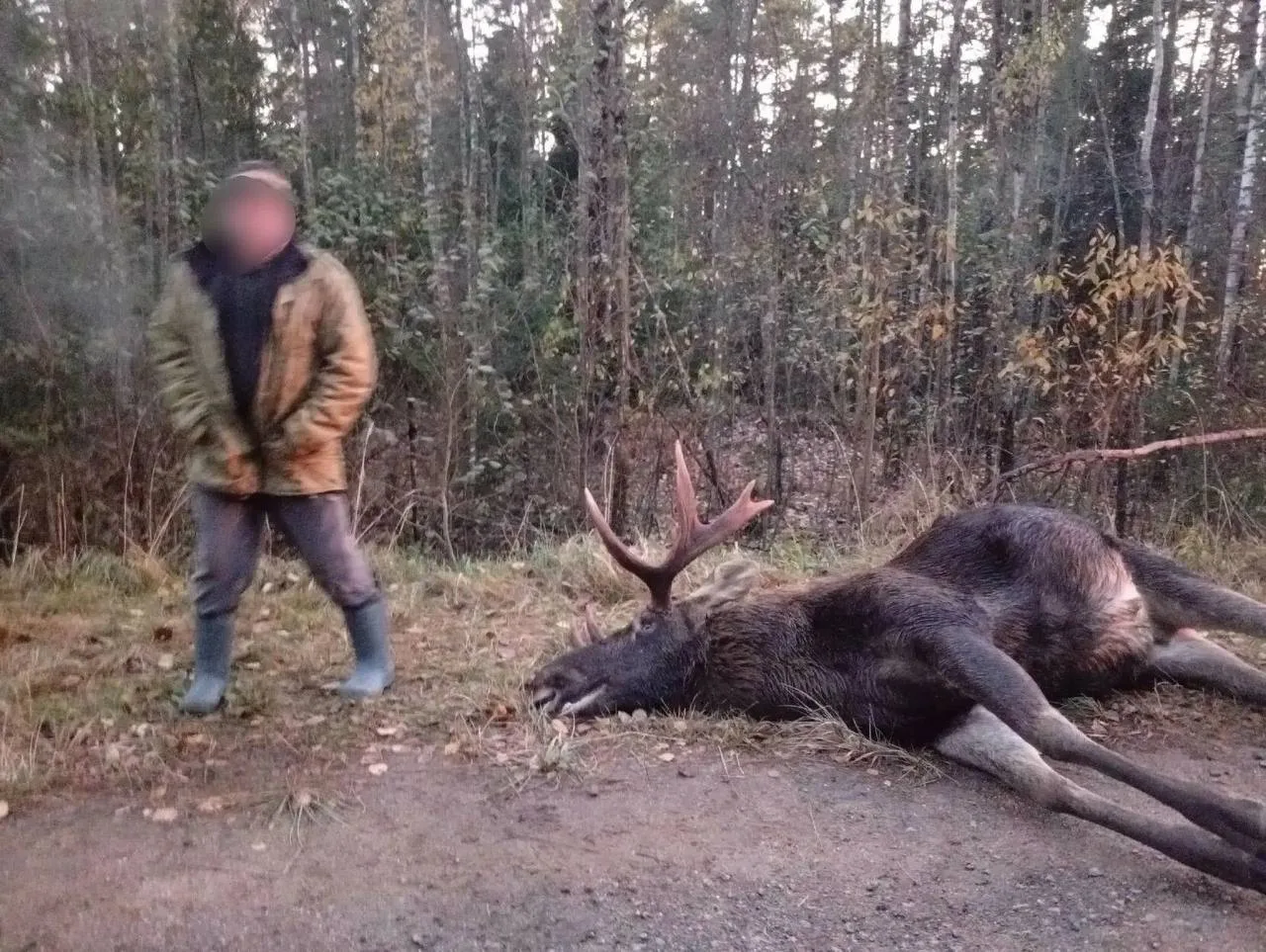 В Ленобласти лось погиб на глазах у инспекторов 🦌