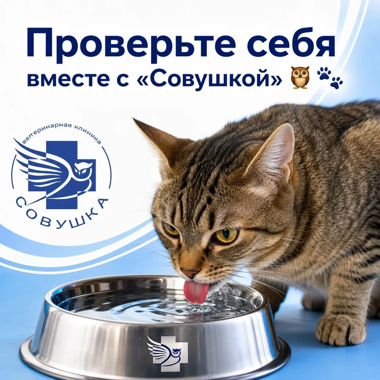 Проверьте себя вместе с «Совушкой» 🦉🐾