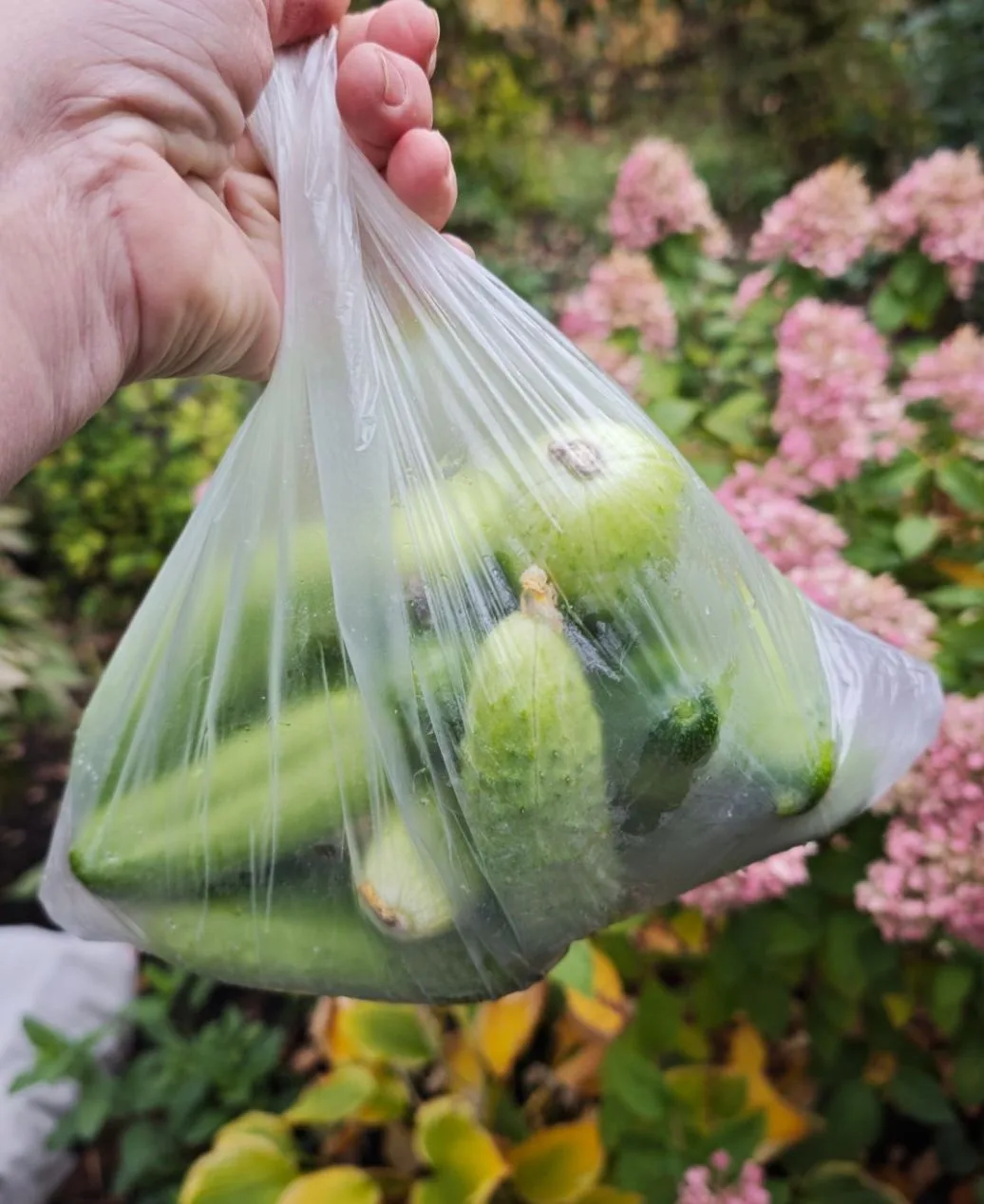 Огурцы ещё сняли, в этом году прямо долго они у нас)