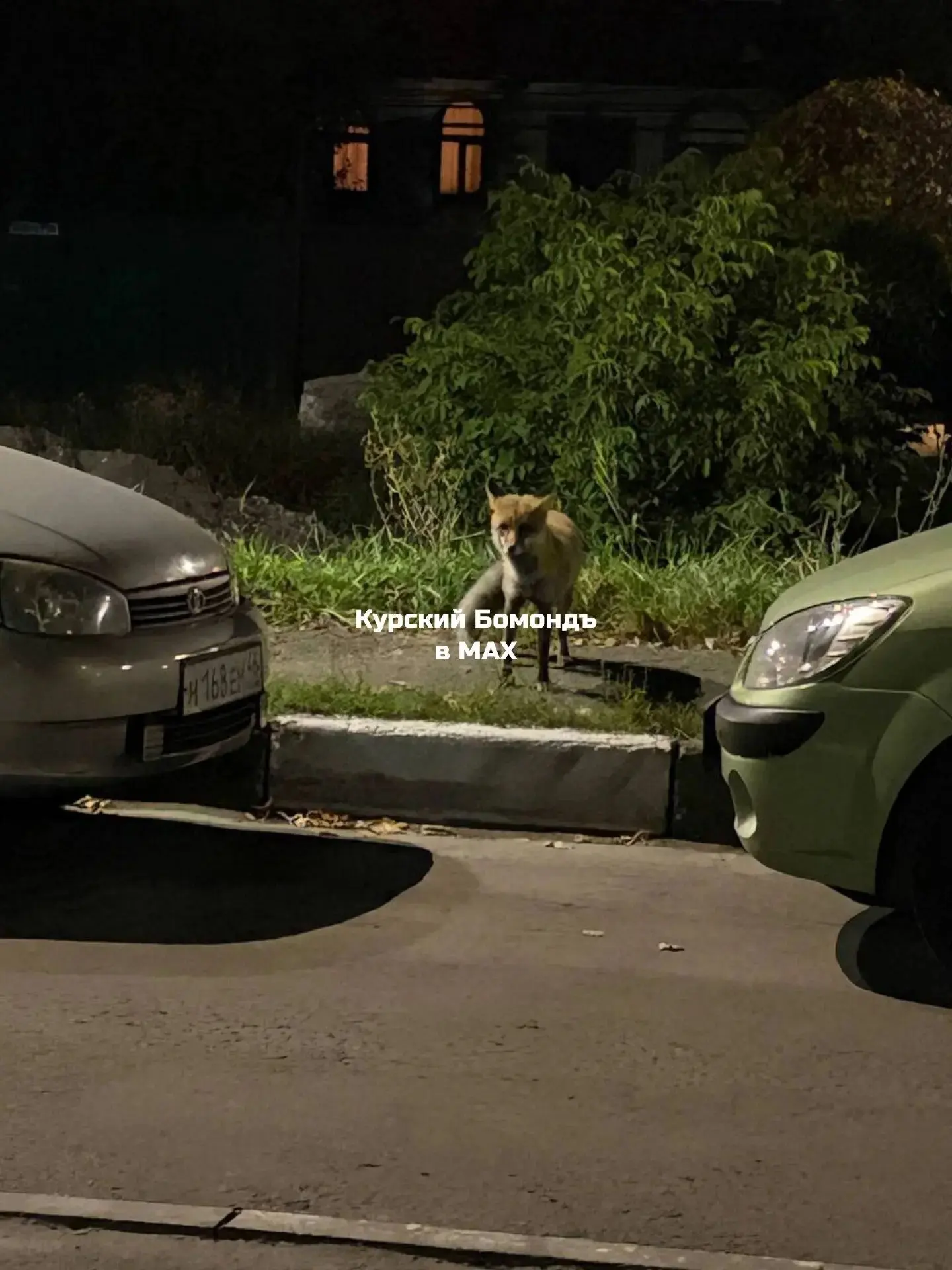 На Дубровинского пожаловала лиса 🦊