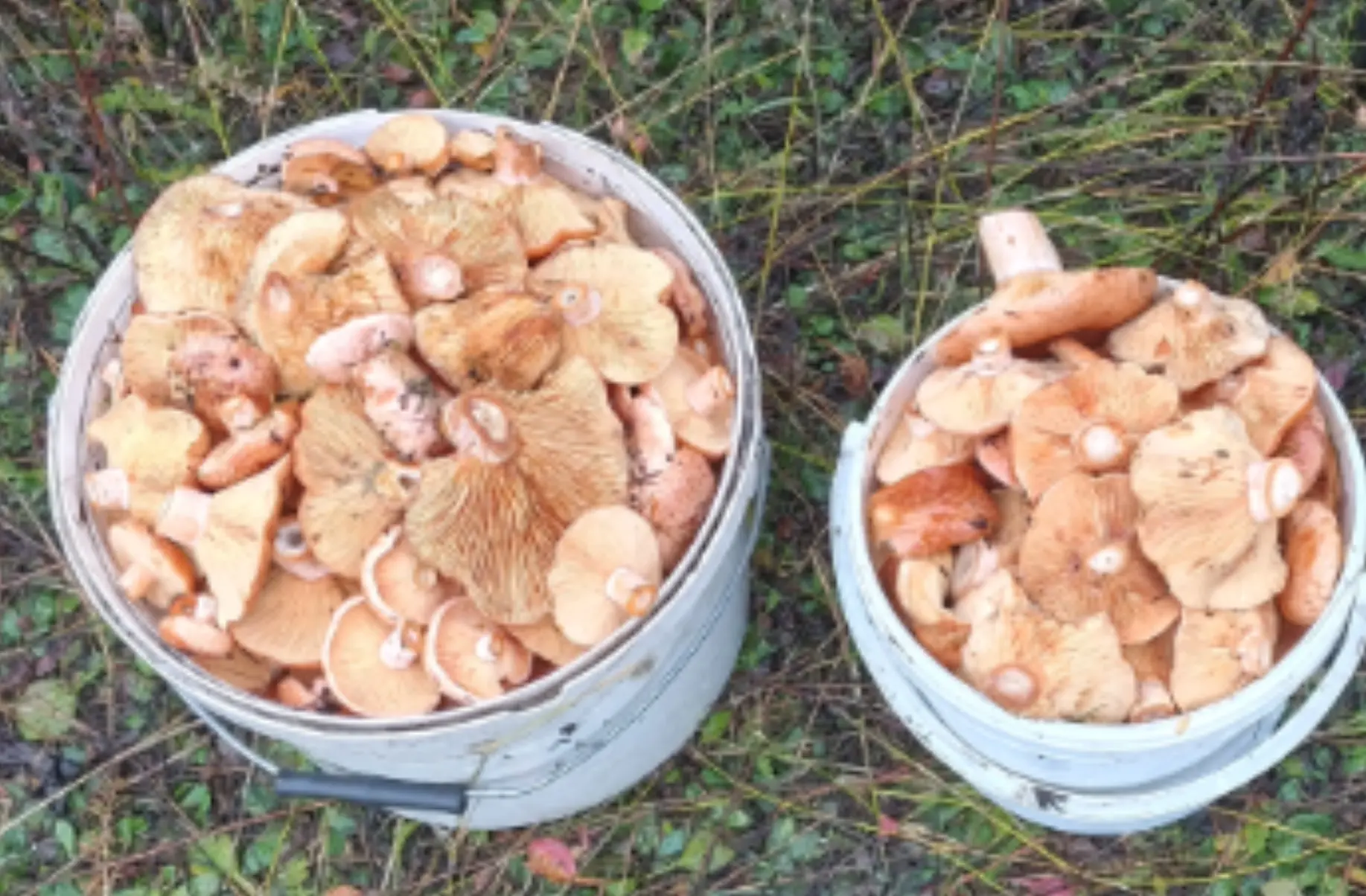 Продам свежие рыжики, только из леса🌲