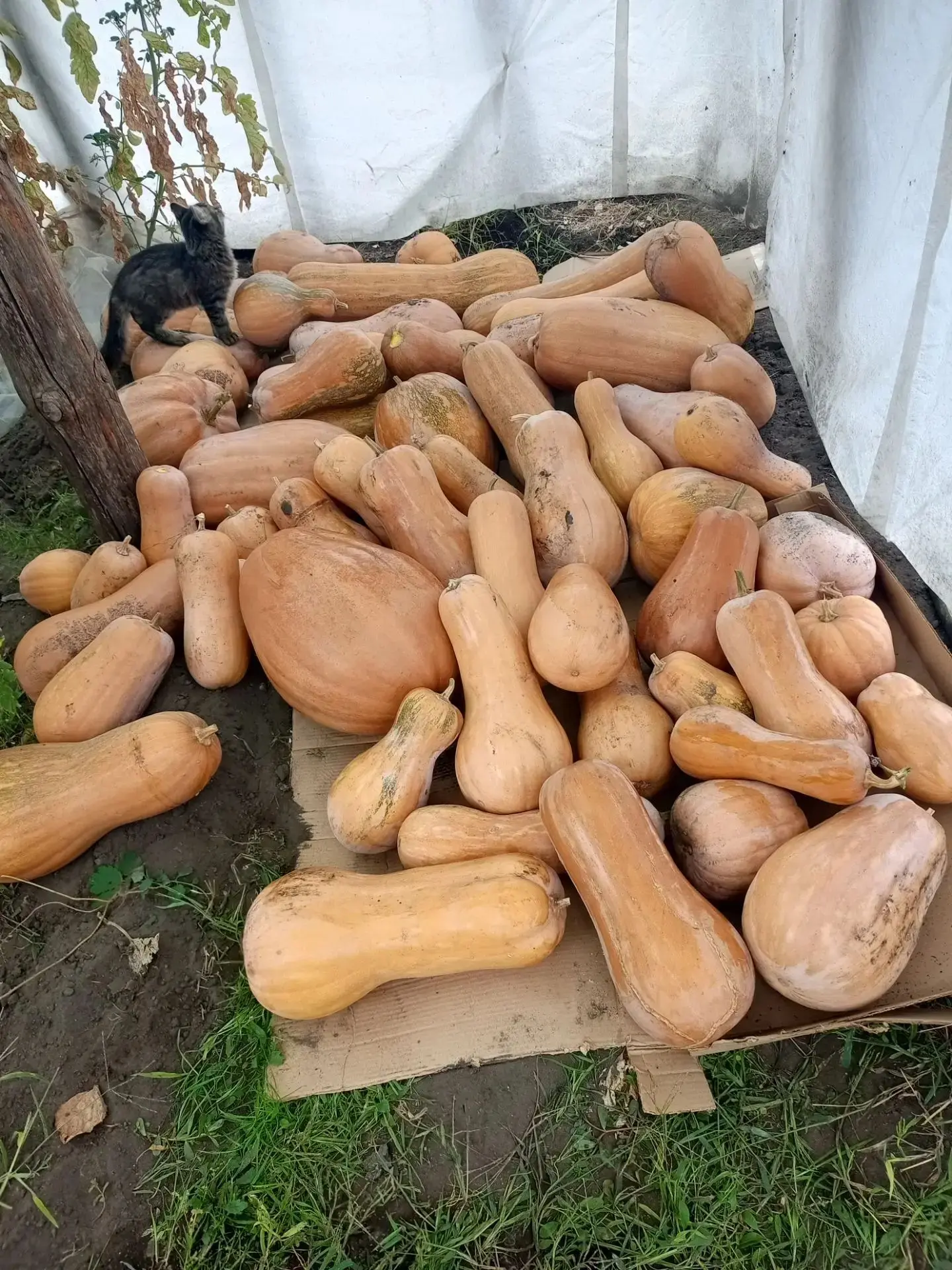 Тыква оптом самовывозом, цена за кг 20 ₽.станица - Лу ганская, Нова-кондрашевская. Т. +...
