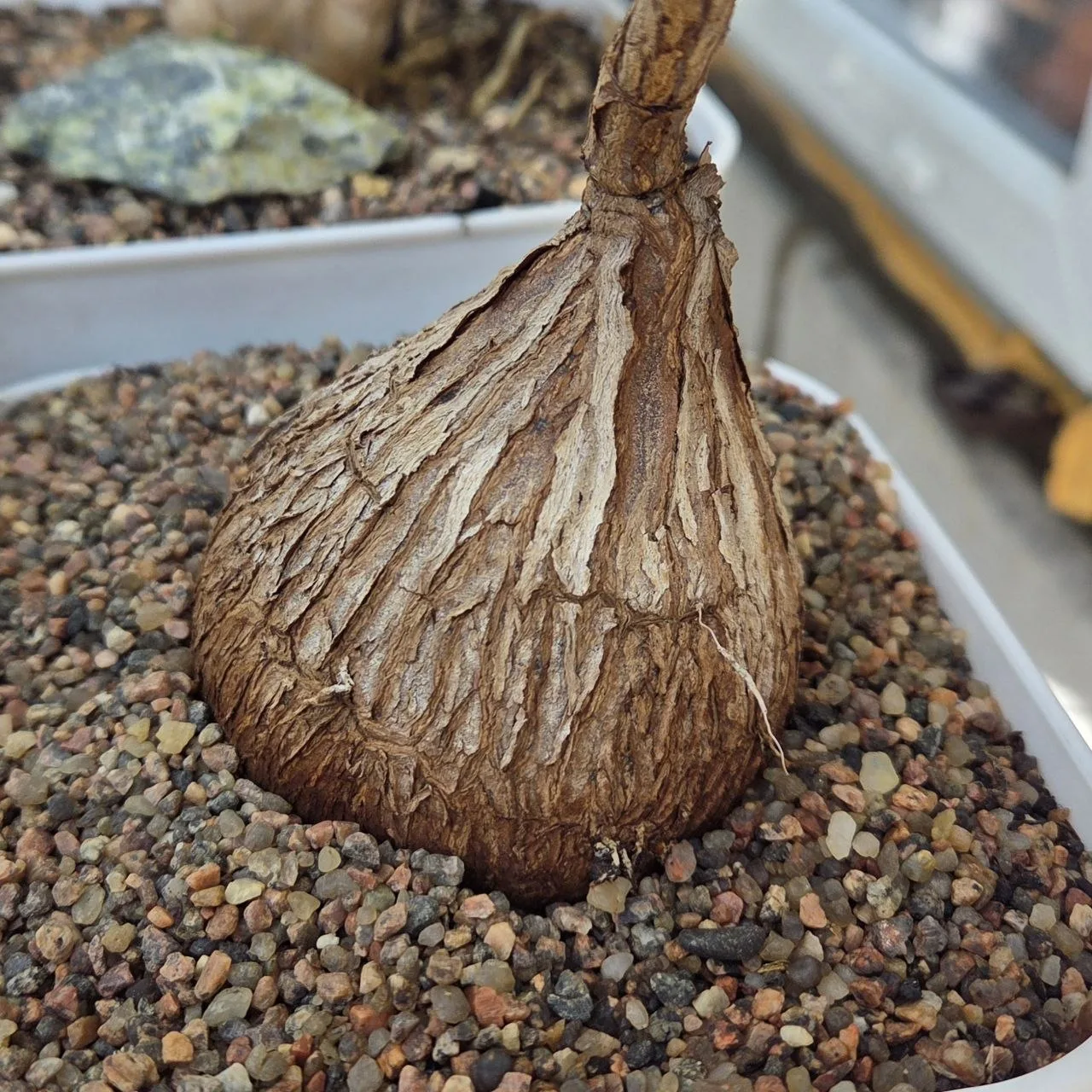 Petopentia natalensis.