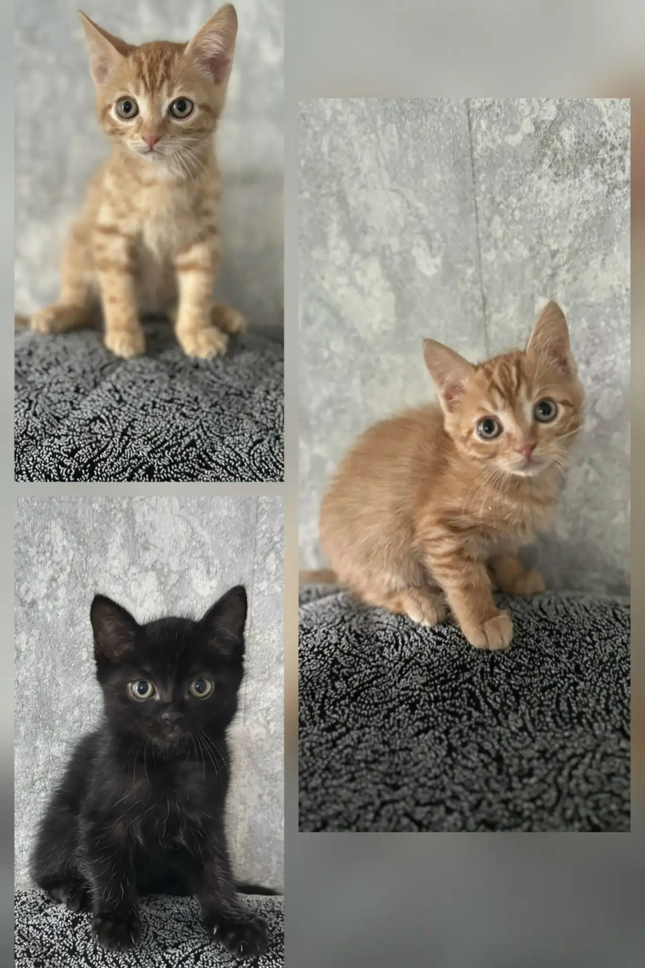 Отдам котят