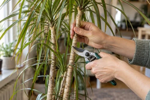 🌿Что делать с воздушными корнями монстеры