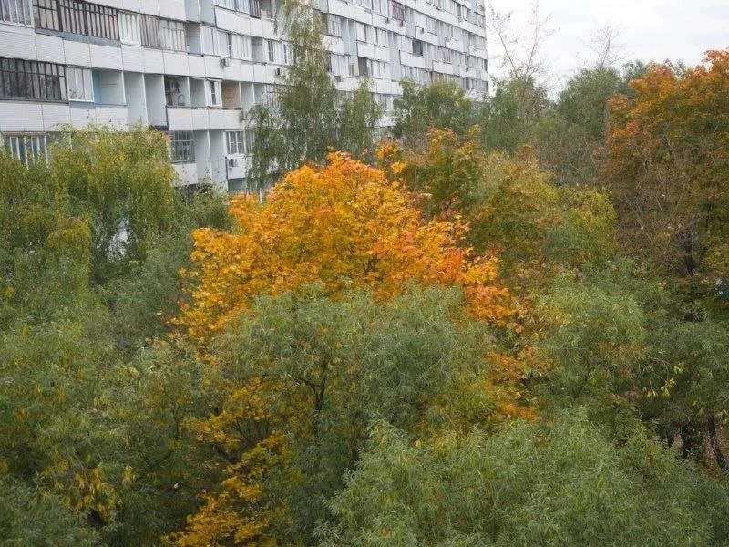 🌿 Осенние краски Ярославского района