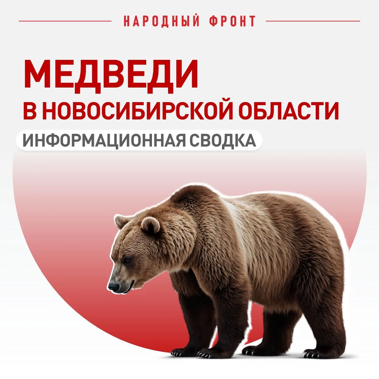 В Новосибирской области медведи выходят к людям: эксперт Народного фронта рассказал, по...