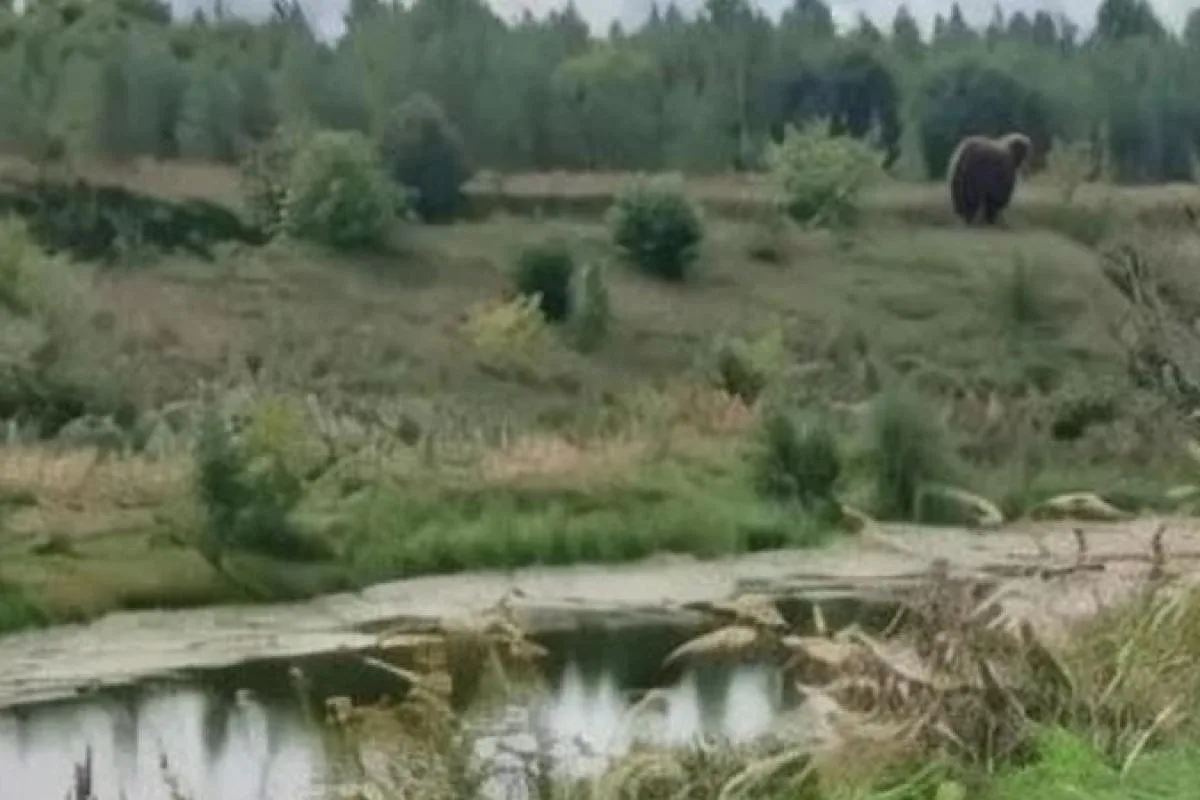 🐻 В Ермишинском округе Рязанской области медведей заметили у Котовского пруда и рядом ...