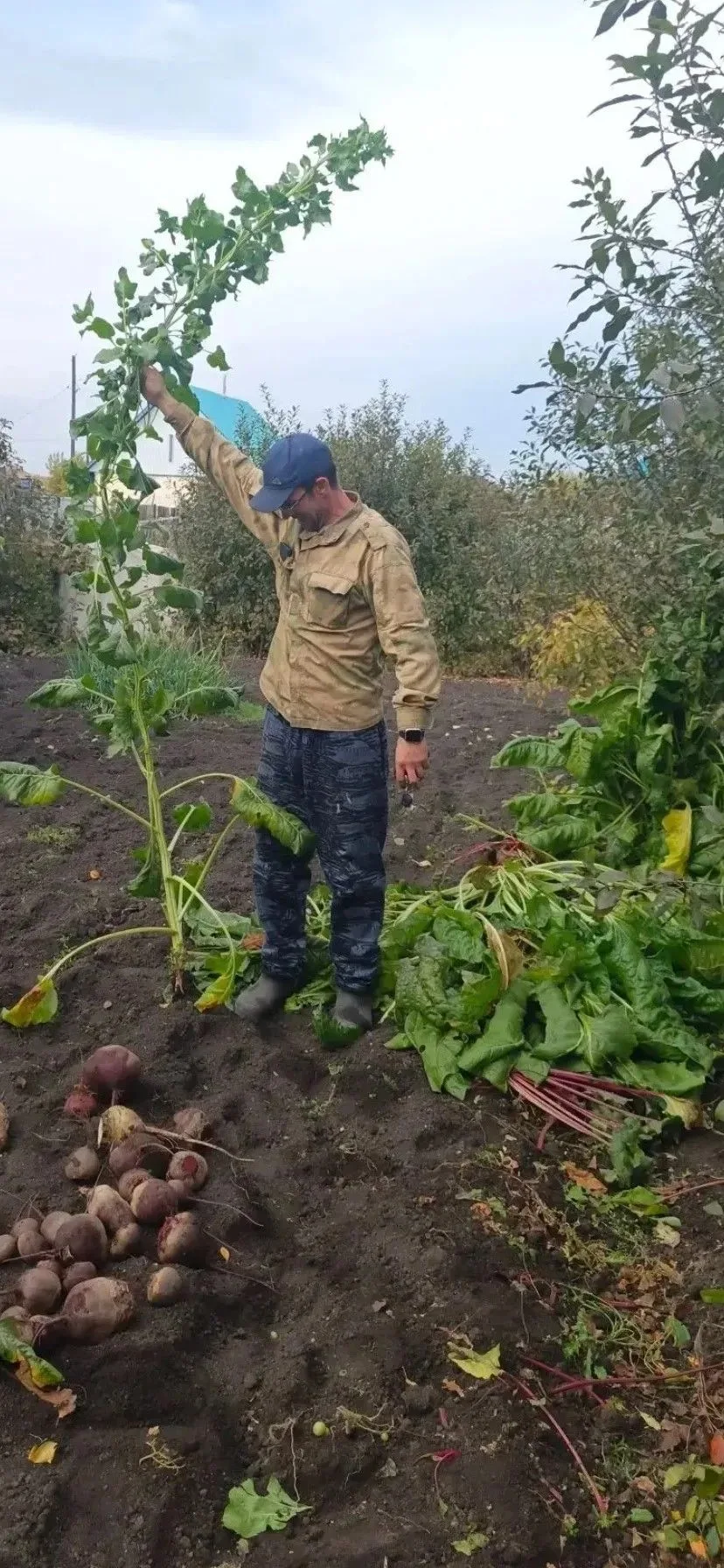 Жительница Куйбышева вырастила гигантский мангольд