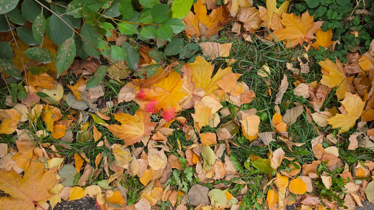 🍁 Заморозки до −1 и ветер до 25 м/с: какая погода ждет Сахалин 16 октября