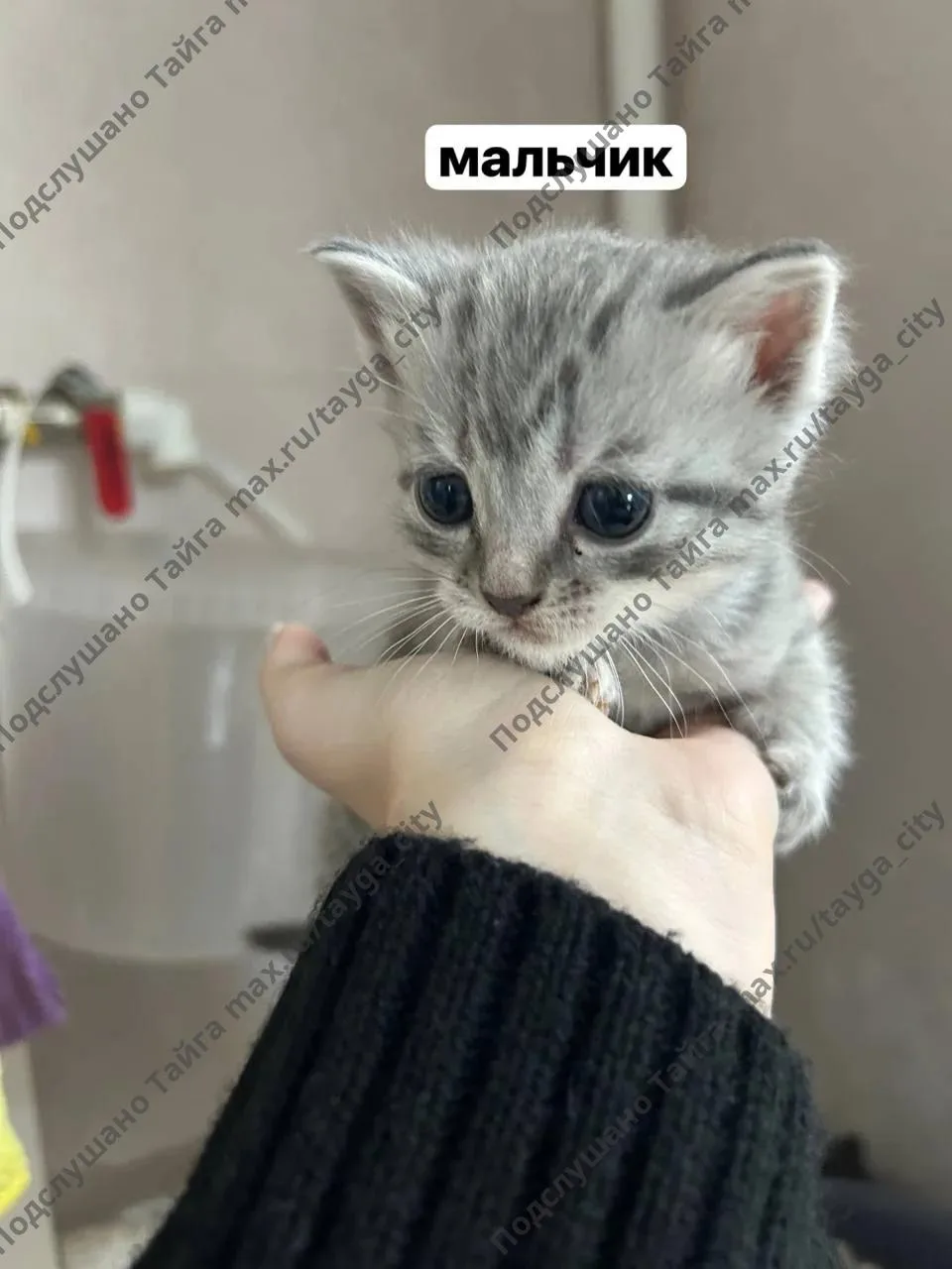 отдадим котят, писать, звонить по номеру: +7 951 166-27-37