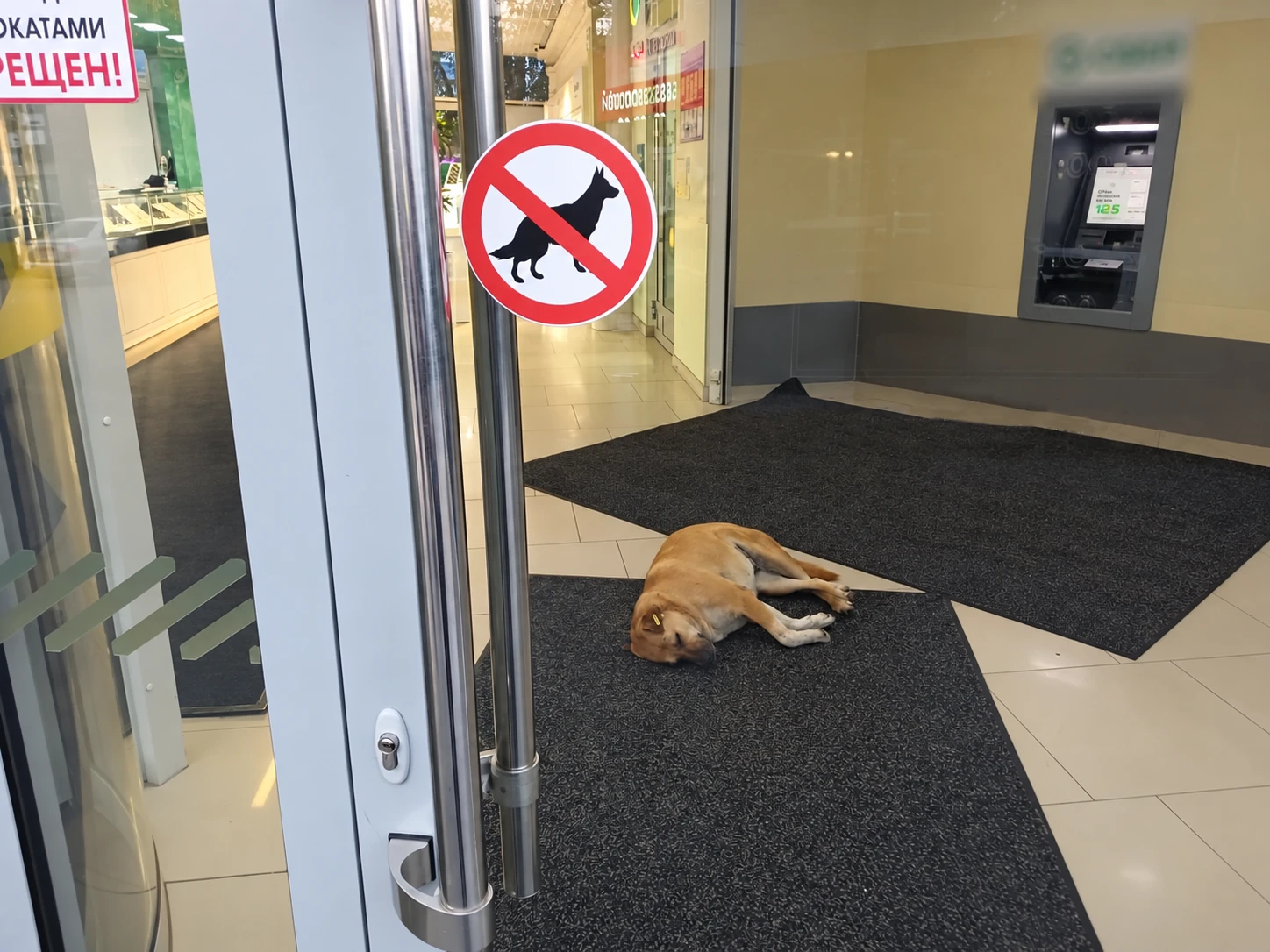 🐕 Табличка запрещает, но есть нюанс