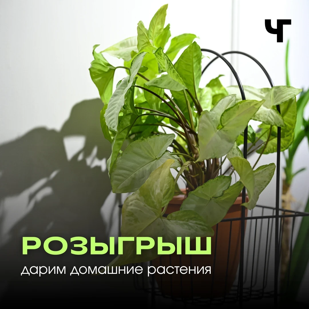 🪴 Хочешь, чтобы дома стало зеленее? Участвуй в розыгрыше от «Городской ботаники»!