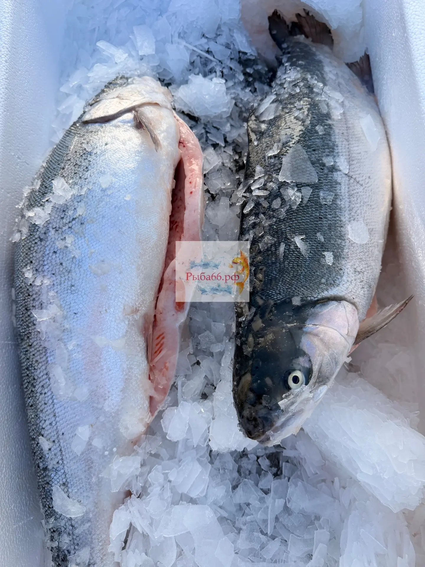 🐟 МУРМАНСКАЯ ФОРЕЛЬ — ОСЕННИЙ УЛОВ, ВКУС КОТОРОГО ПОКОРЯЕТ! 🔥