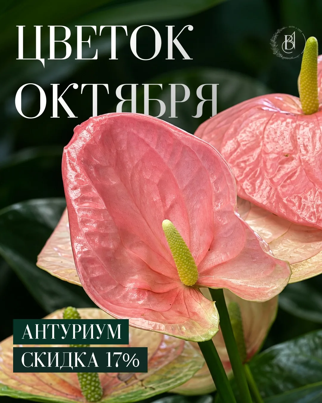 Цветок октября — антуриум 🤍