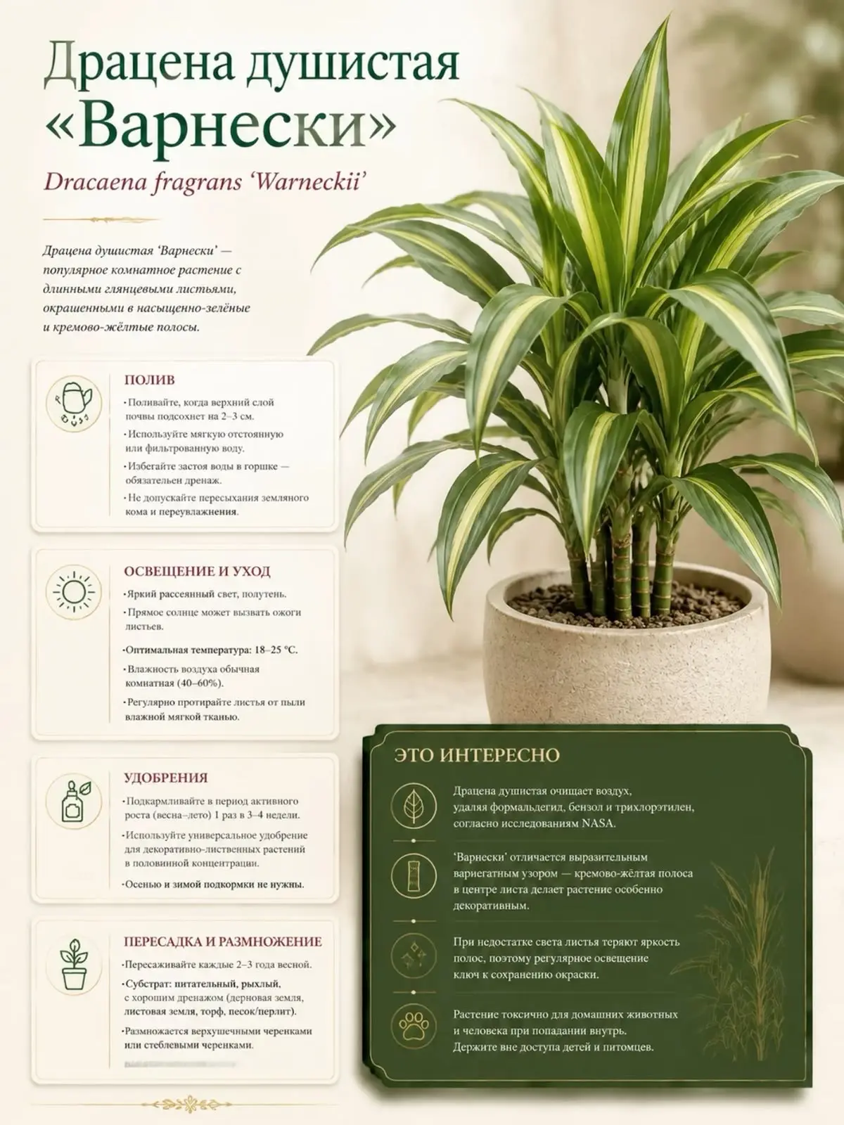 Уход за драценой душистой 🪴