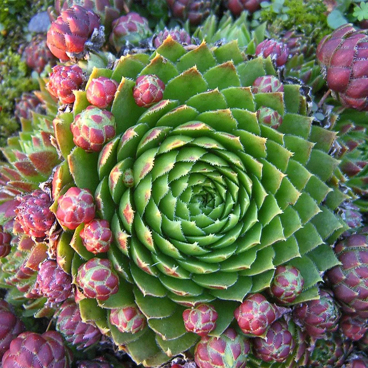 Как размножить молодило 🌵
