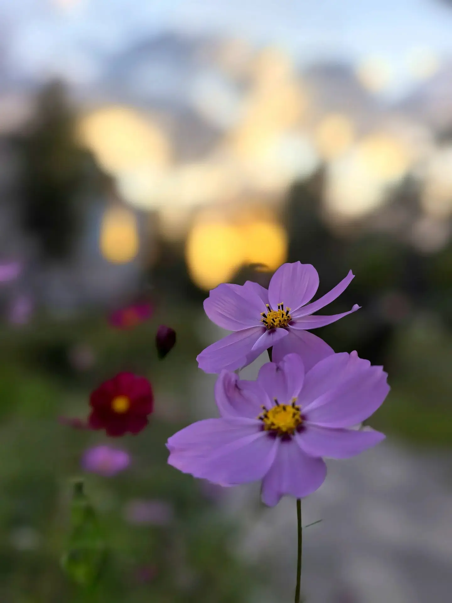 Прекрасный вечер на ул.Ленина💗🧡🌸
