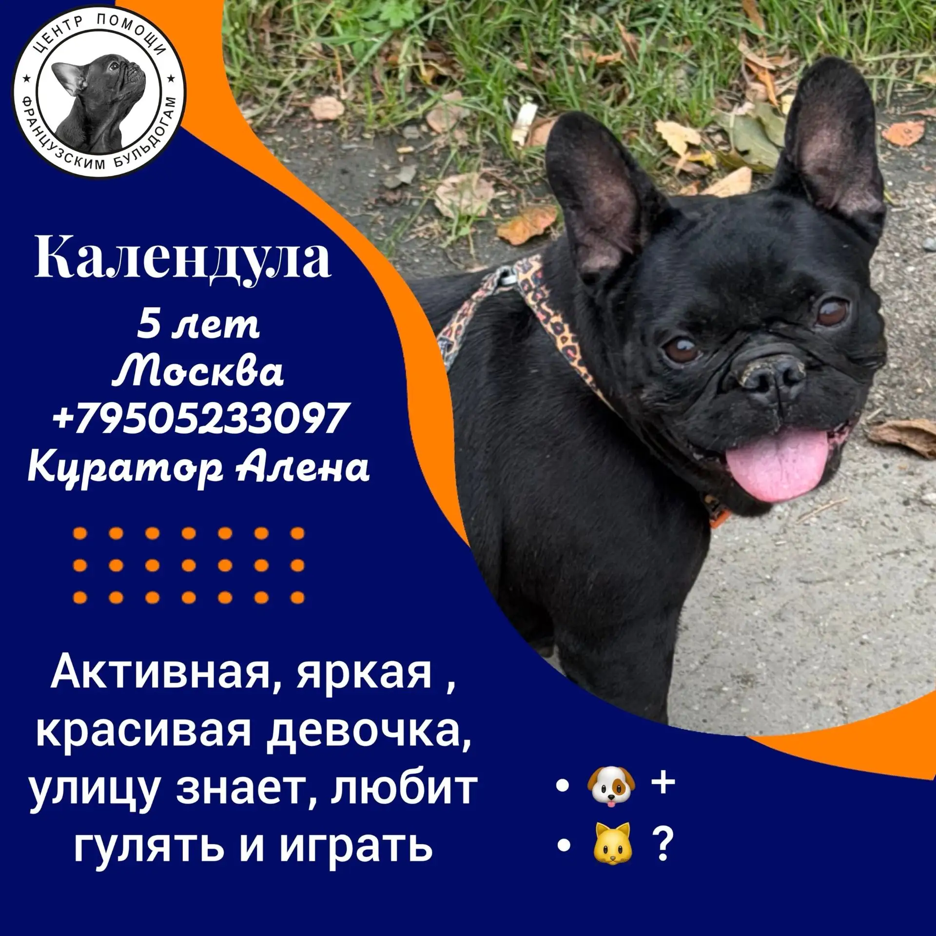 🖤 Ищет дом! Календула — маленькое черное чудо.