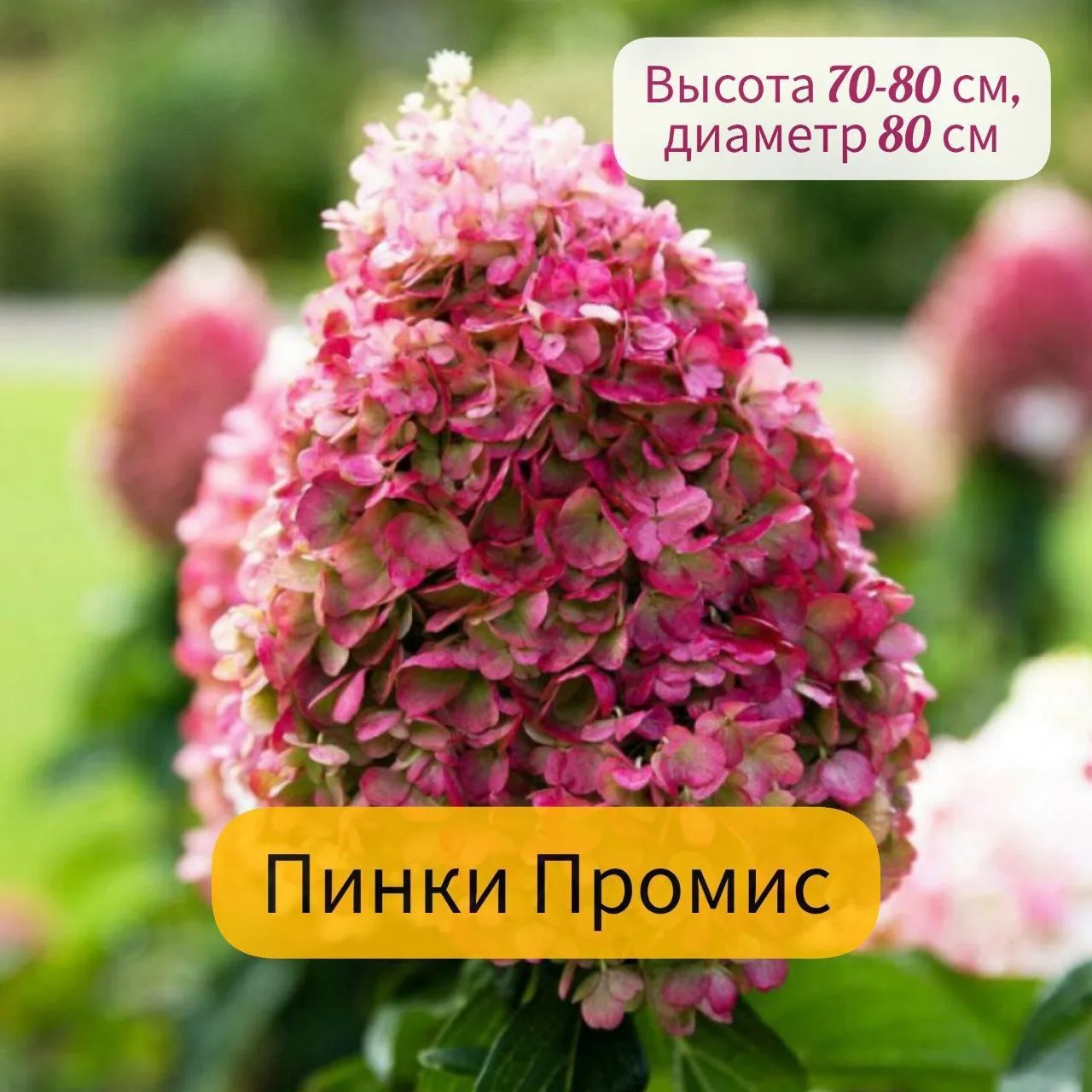 Сочные винно-красные, малиновые, рубиновые, интенсивно розовые гортензии🌺 украсят любо...