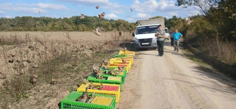 В ДВУХ РАЙОНАХ КРАСНОДАРСКОГО КРАЯ НА ВОЛЮ ВЫПУСТИЛИ 1000 ФАЗАНОВ